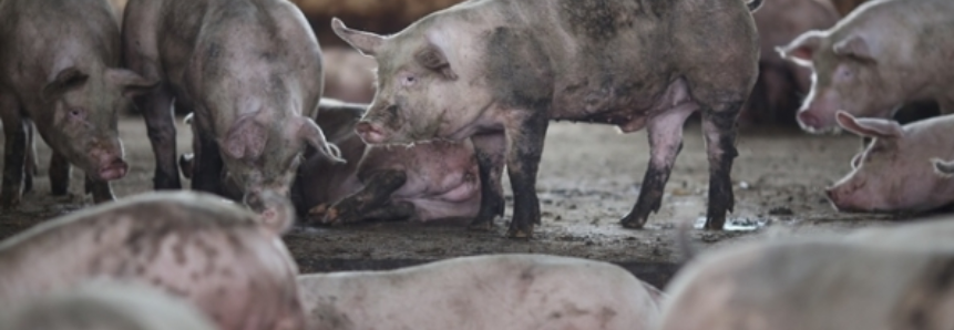 Suínos: Redução da demanda pressiona valores da carne e do vivo