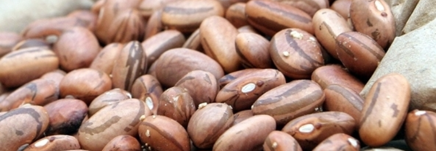 Conab abre Chamada Pública para compra de sementes de feijão em Alagoas