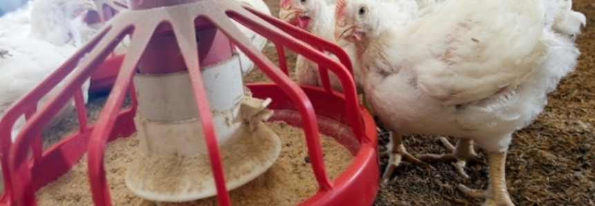 Menor demanda e queda nos preços da carcaça de frango