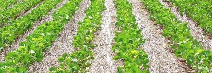 Produtor só poderá plantar soja em MS entre os dias 16 de setembro e 31 de dezembro
