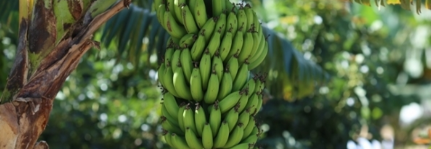 Banana: Prata se valoriza 34% no Vale do São Francisco