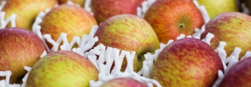 Fungo põe em risco o maior produtor de maçãs do Brasil