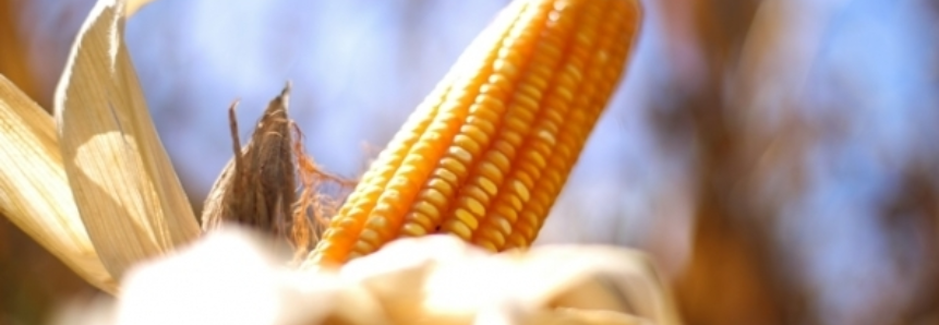 De olho no clima no Corn Belt, milho inicia semana próximo da estabilidade na Bolsa de Chicago