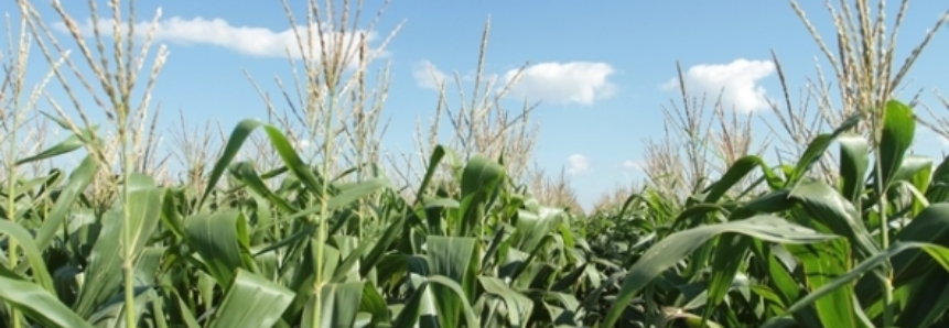 AgRural estima colheita do milho safrinha em 36% da área