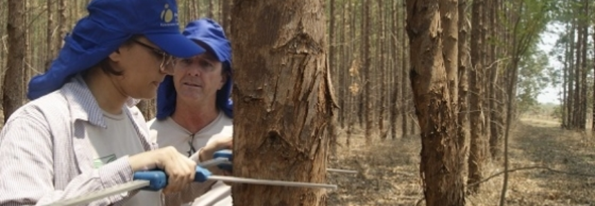 Curso Técnico em Florestas abre oportunidades numa área em expansão