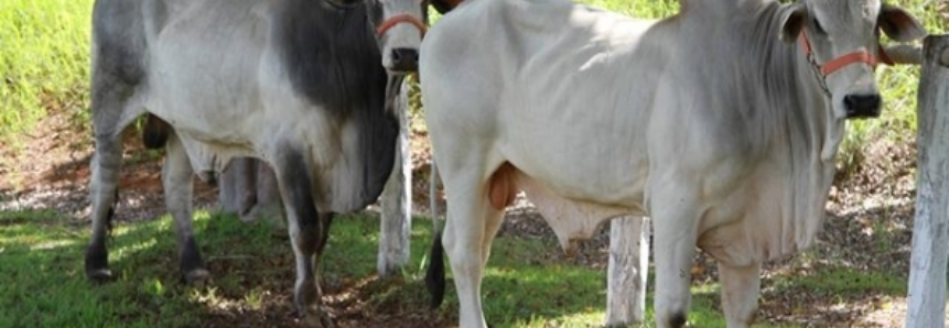 Em junho, Brasil exportou 25,1 mil cabeças de bovinos vivos