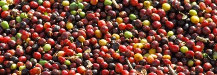 Clima atrasa colheita do café na região de Marília (SP)