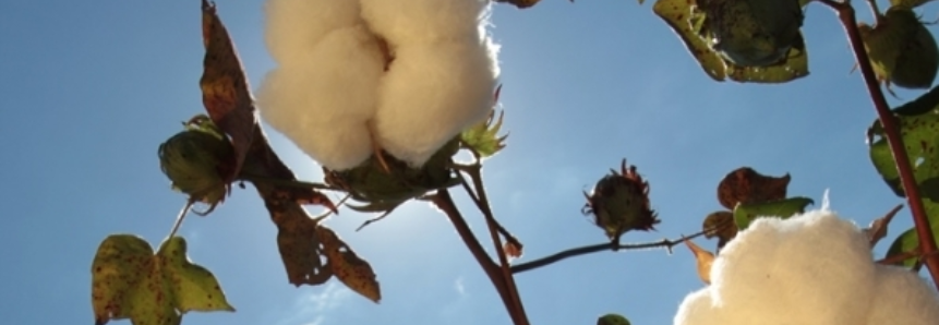 Agricultores do Mato Grosso comemoram safra do algodão