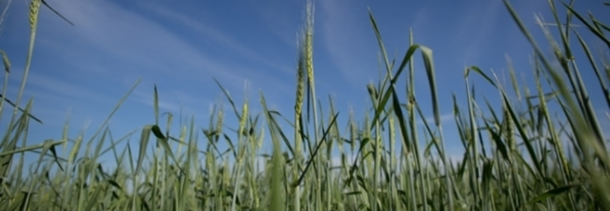 Plantio do trigo atinge 80% da área no Rio Grande do Sul