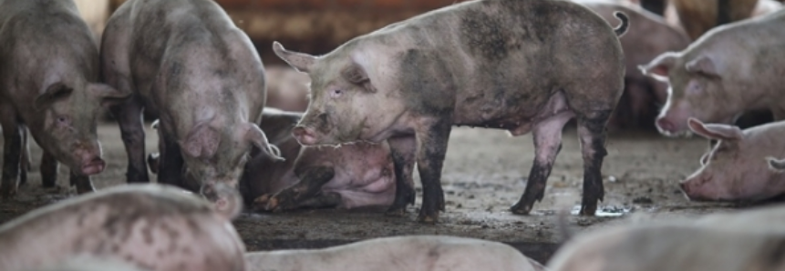 Carne suína: receita cambial de Mato Grosso do Sul cresce 82% em 10 anos