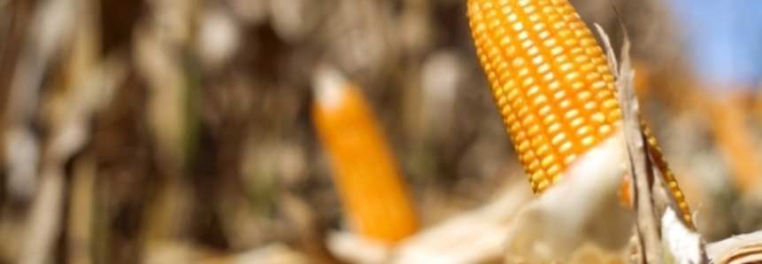 Colheita do milho segunda safra atinge 8% da área no Paraná