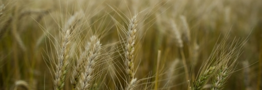 Importação de trigo atinge maior volume em quatro anos