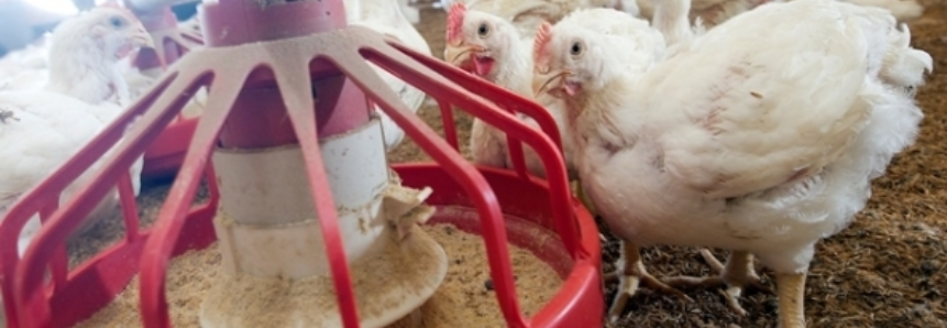 Carne de frango: embarques de junho aumentam 7,68%
