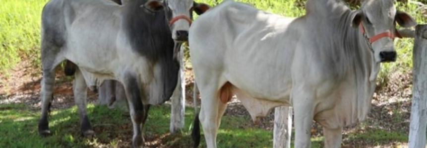 Brasil é autorizado a vender embriões bovinos para Malásia