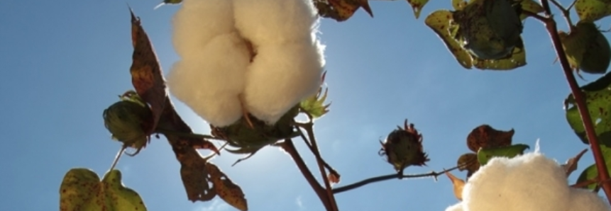 Colheita de algodão chega a 1,52% da área em Mato Grosso