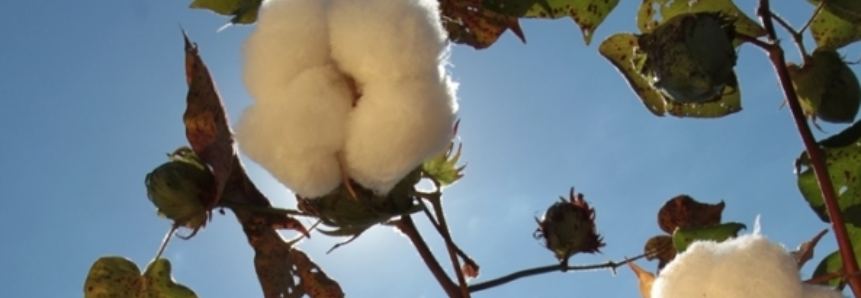 Exportações de algodão da Índia devem ter queda de 17% em 2016/17