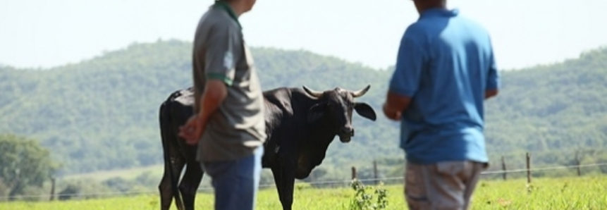 Evento com foco na pecuária de leite acontece amanhã em Anaurilândia