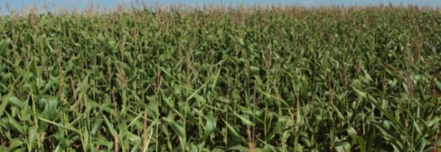 USDA espera aumento da produção e uso do milho nos próximos anos