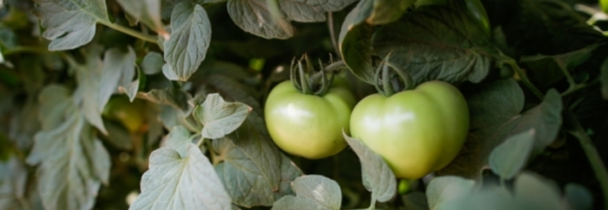 Tomate: Com leve queda na oferta, tomate se valoriza no atacado