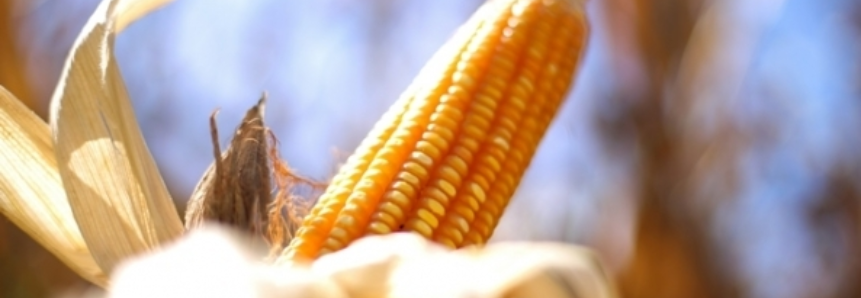 AgRural estima colheita do milho safrinha em 9,3% da área