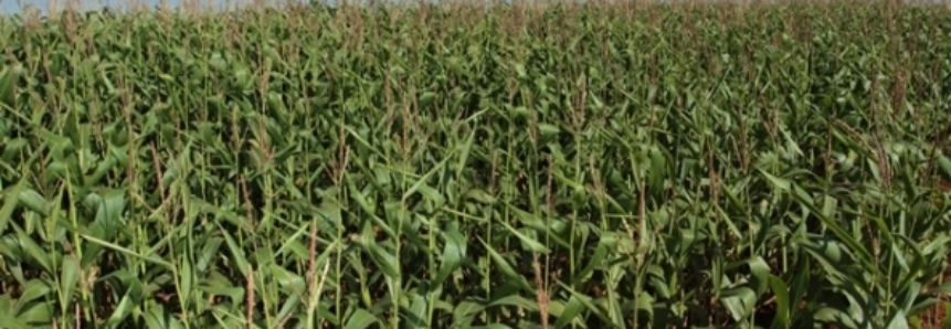Santa Catarina investe em tecnologia para produzir mais milho