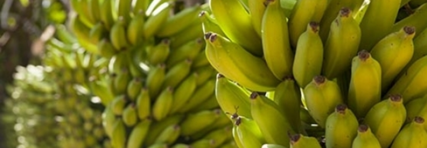 Delfinópolis, em Minas Gerais, realiza a 1ª Feira da Banana
