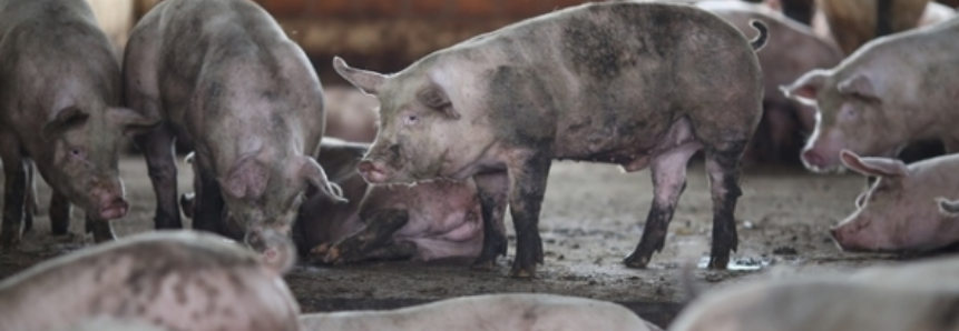 Receita das exportações totais de carne suína cresce 28,9% em 2017, diz ABPA