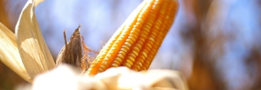 Produção de milho vai crescer 30% no Brasil, diz USDA