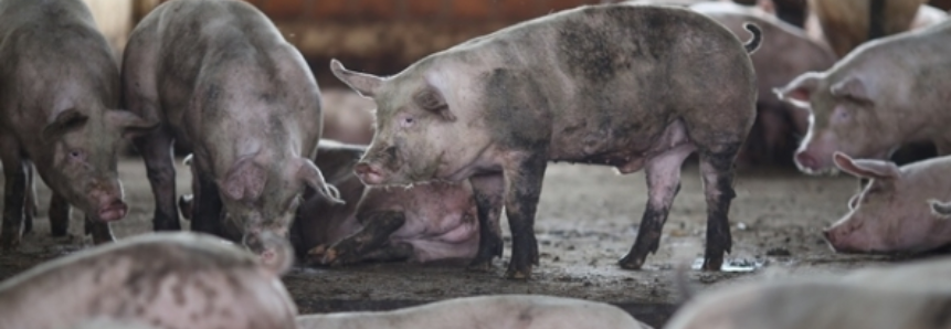 Santa Catarina: Exportações de carne suína têm aumento de 45,5% nas receitas em 2017