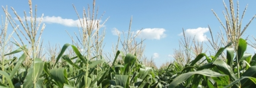 Com aumento da produção, preço do milho cai frente a 2016