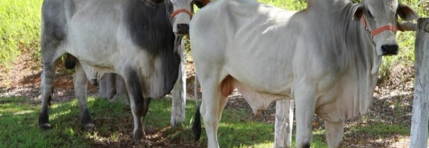 Abate de bovinos em Mato Grosso cresceu 53,8% em maio