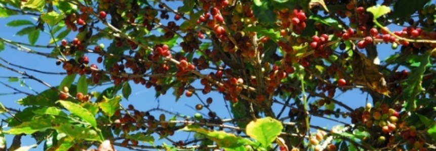 Bahia: lavouras de café conilon se recuperam e produção deve crescer