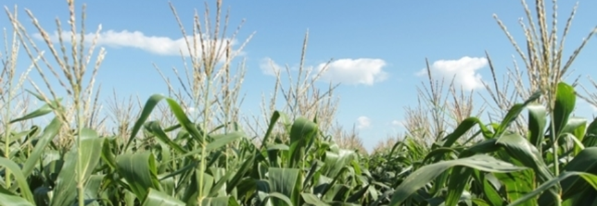 Colheita do milho safrinha em Vilhena deve chegar a 275 mil toneladas esse ano