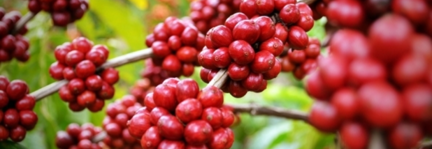 Comitê da CAMEX aprova importação de café conilon