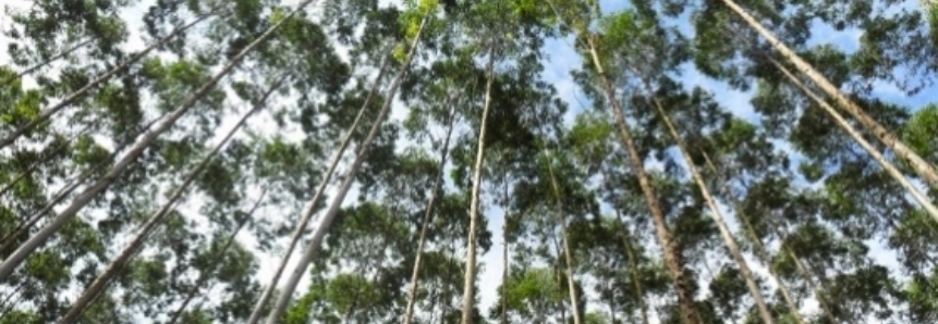 Mecanização e Segurança: capacitação do SENAR/MS consolida plantio de florestas