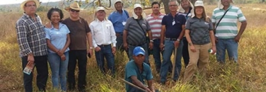 Produtores de Minas Gerais se empenham para recuperar pastagens degradadas
