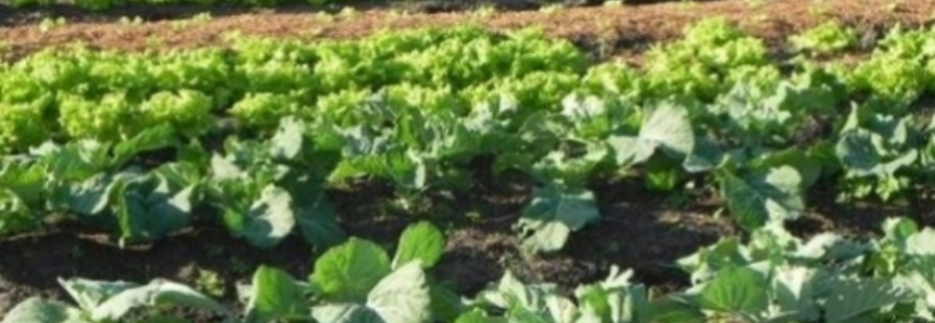 Chapecó quer autossuficiência no abastecimento de hortifrutigranjeiros