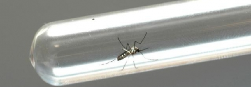 Embrapa desenvolve novo bioinseticida contra o Aedes aegypti