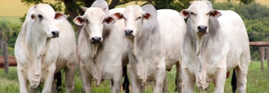Brasil aumenta exportação de gado vivo