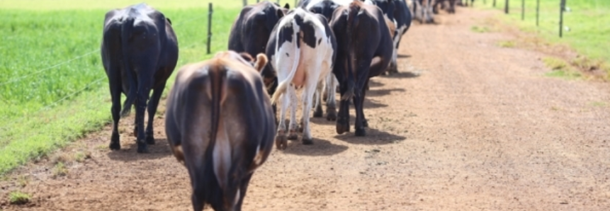 Importação tumultua mercado interno e derruba preço do leite em Santa Catarina