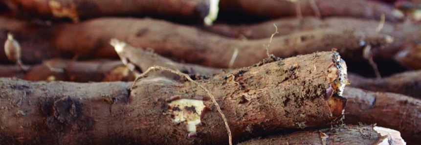 Senar-PR busca instrutores para curso de cultivo de mandioca