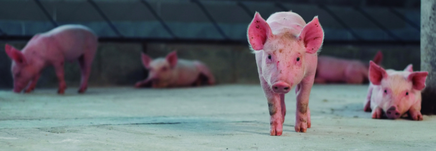 Senar lança curso online para produtores de aves e suínos