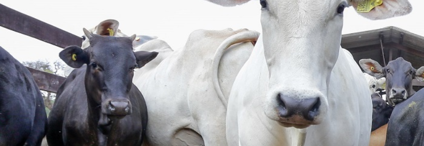 CNA e setor produtivo debatem rastreabilidade individual de bovinos e bubalinos