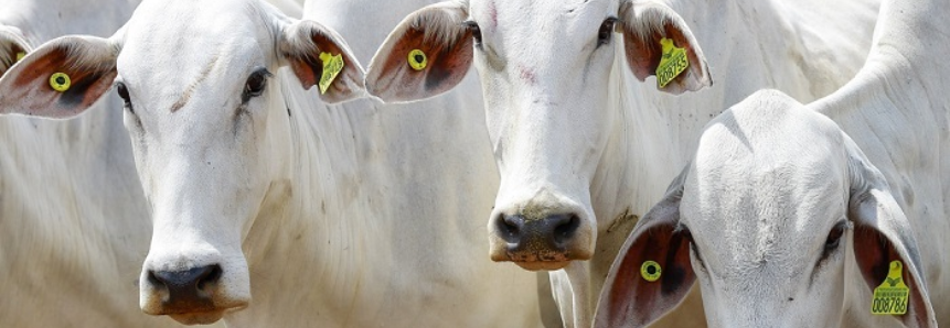 Rastreabilidade individual de bovinos e bubalinos é tema de reunião da CNA