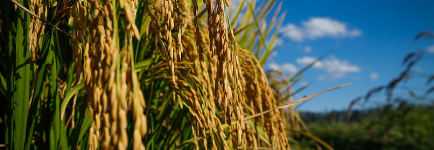 CNA debate demandas das cadeias produtivas de arroz e feijão
