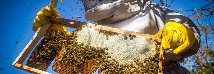 Senar apresenta ações para as cadeias de apicultura e meliponicultura