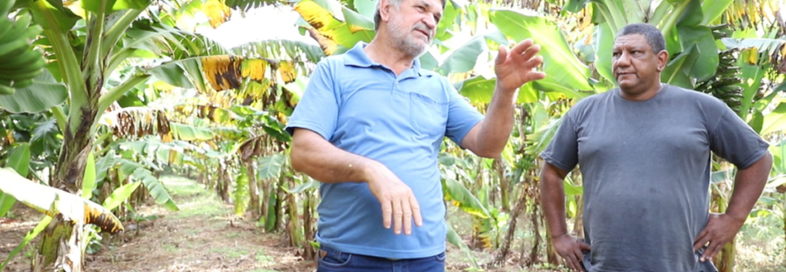 Produtores de banana conhecem técnicas em Dia de Campo do Senar/MS e cachos crescem 25kg