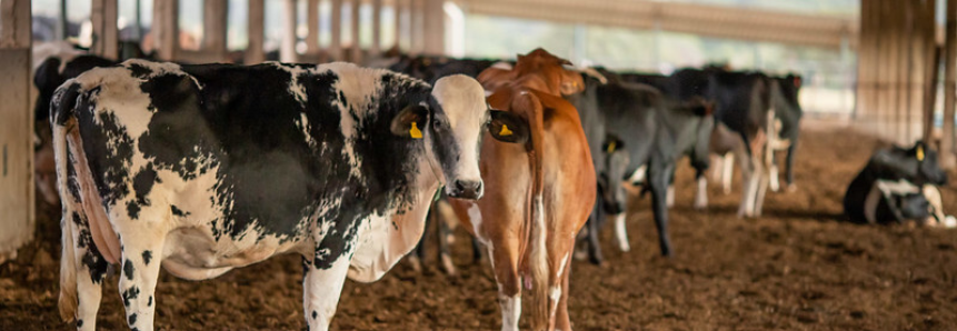 CNA debate ações para mitigação de gases pela pecuária de leite
