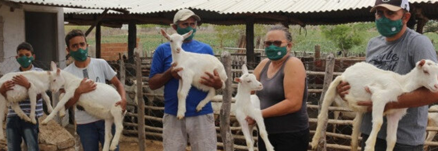 Integração de projetos do Sistema CNA/Senar melhora produção de leite de cabra na Paraíba
