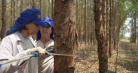 Curso Técnico em Florestas abre oportunidades numa área em expansão